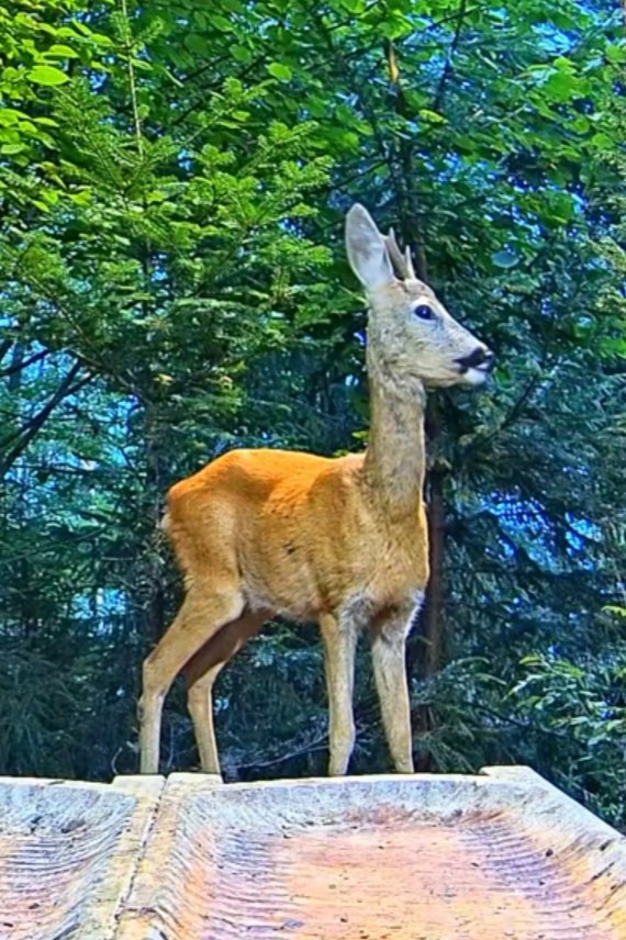 livebirdspoland_c0c918fe223e995a63c448631c98027e.jpg