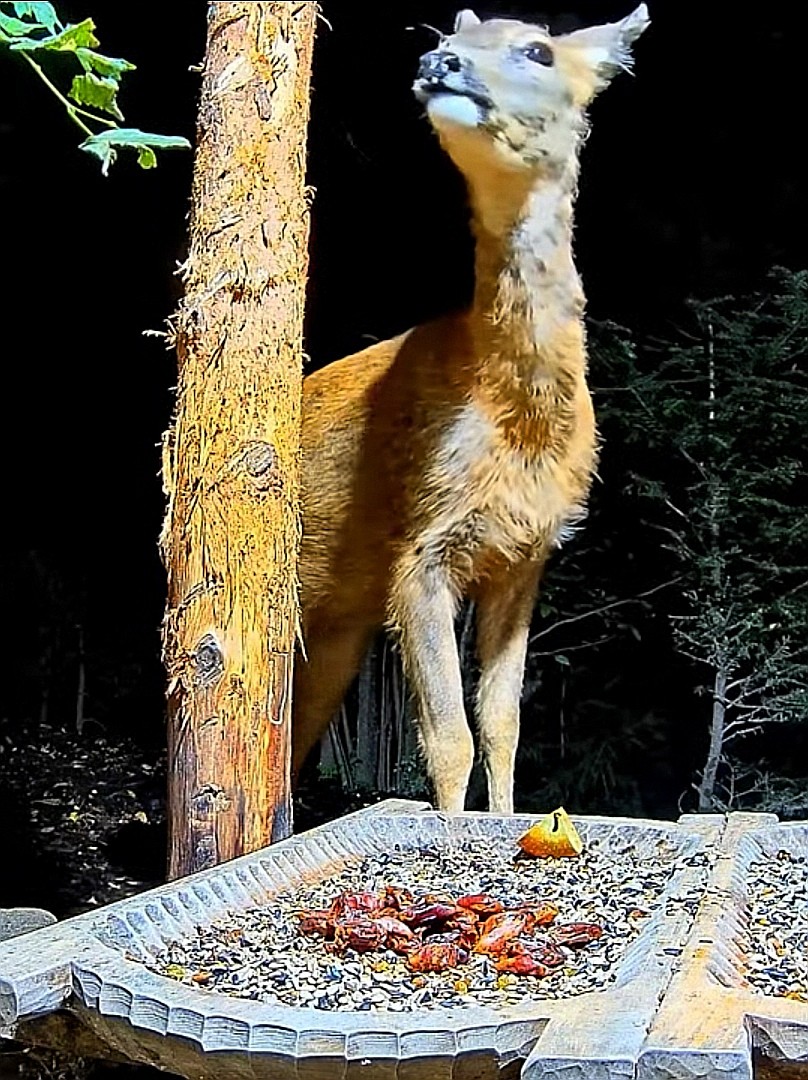 livebirdspoland_855b77e8382d5d697b15c057a3744375.jpg