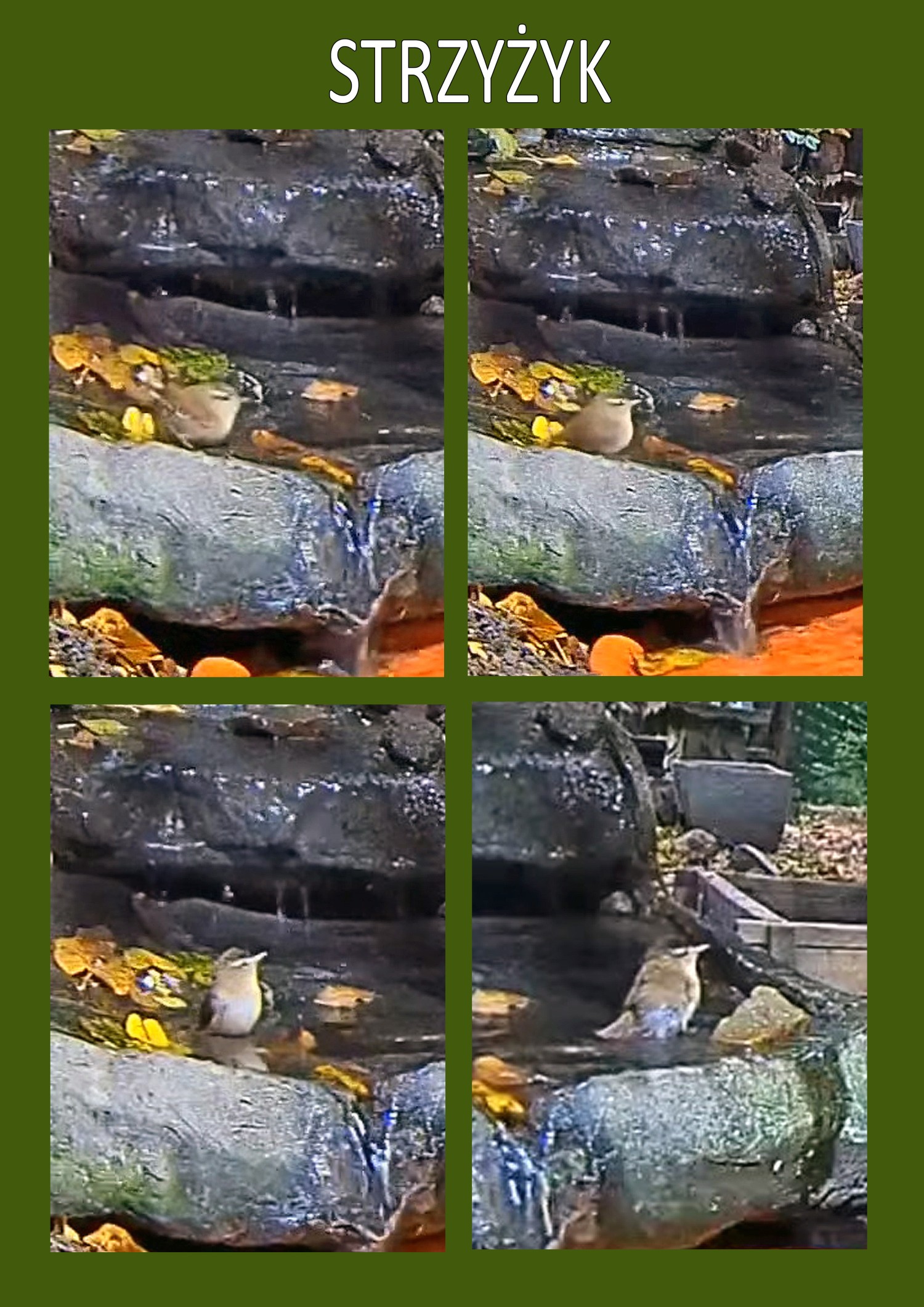 livebirdspoland_952548ef3a50f067d2e66a95de08a0be.jpg