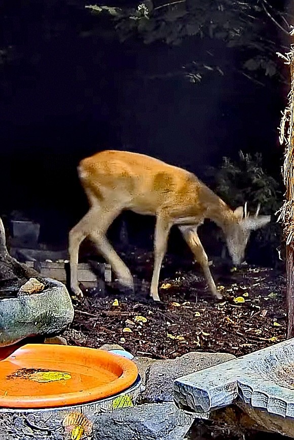 livebirdspoland_66d455edff9e44d2f58924ec1e119340.jpg