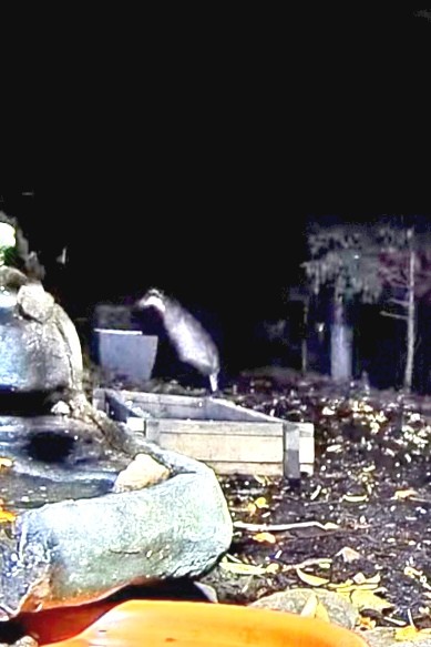 livebirdspoland_4c773848cca429c958744f607c91f5c5.jpg