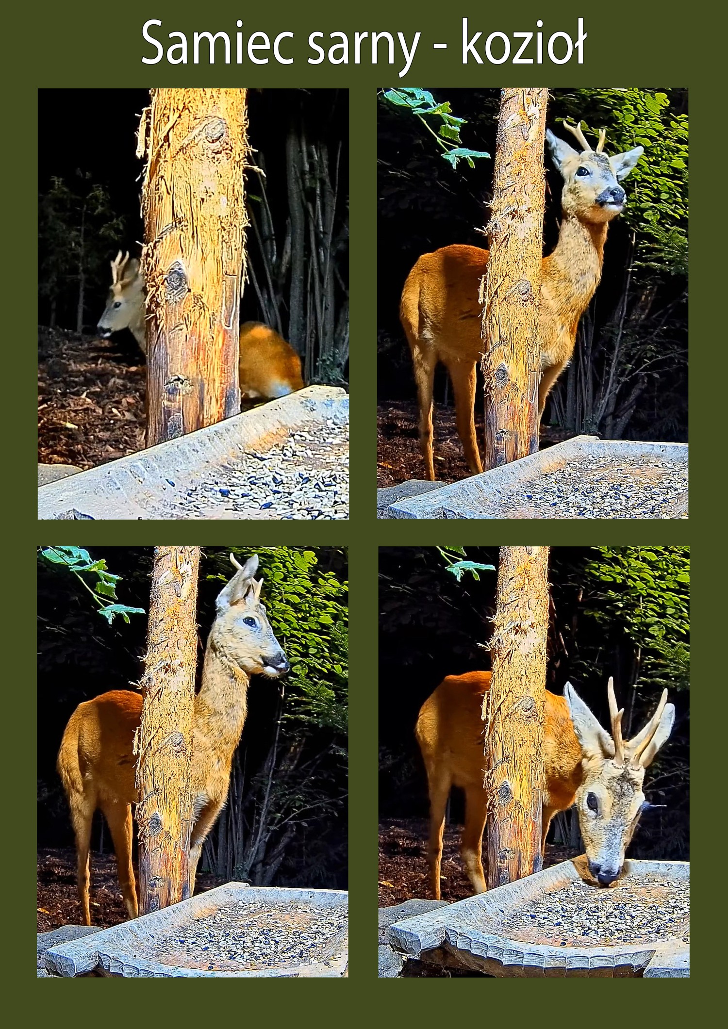 livebirdspoland_d25f99533e36e7b20926677f439e7c1b.jpg