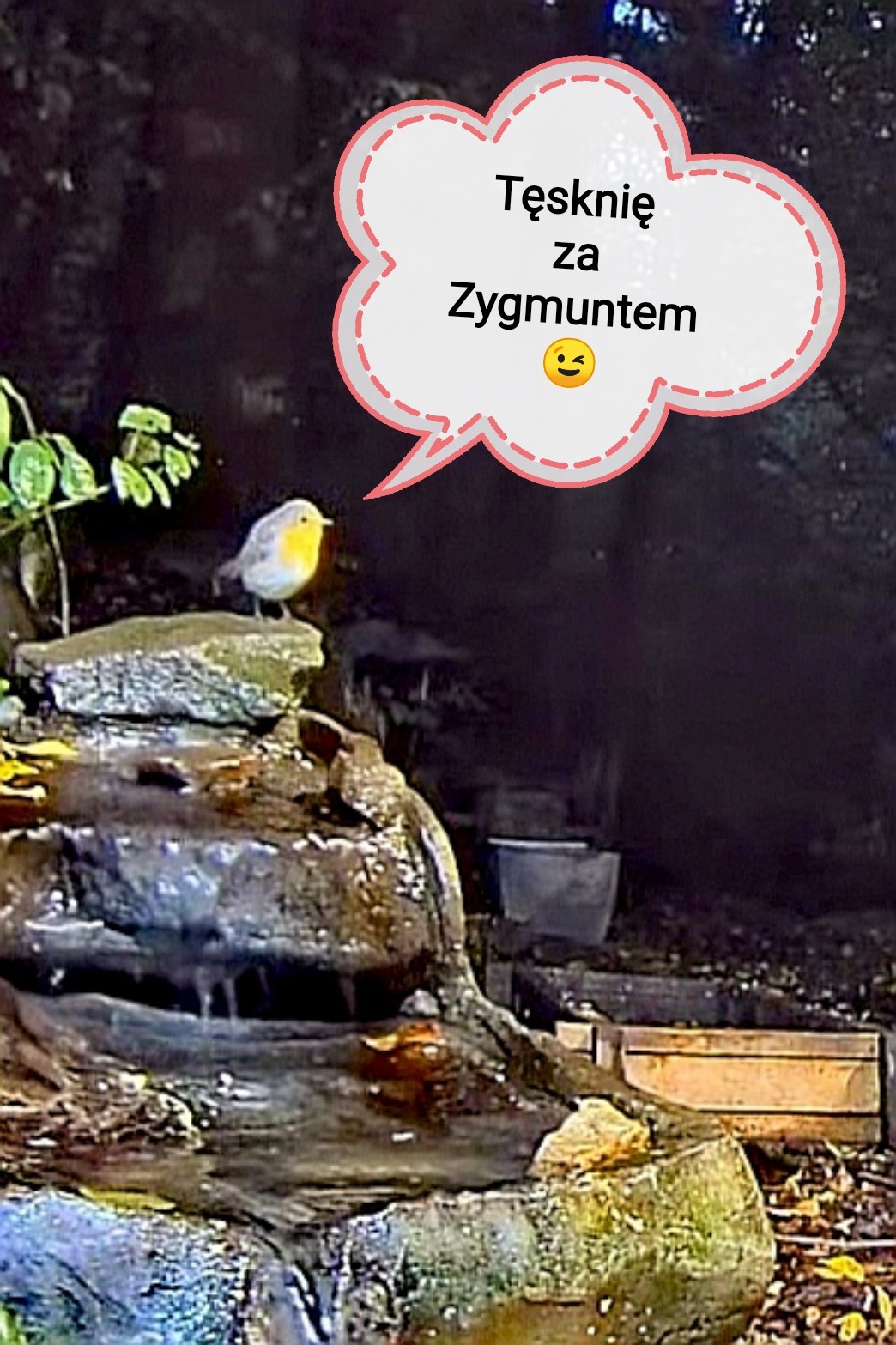 livebirdspoland_6d8ca14de46e1496ace4bd49e63ed252.jpg