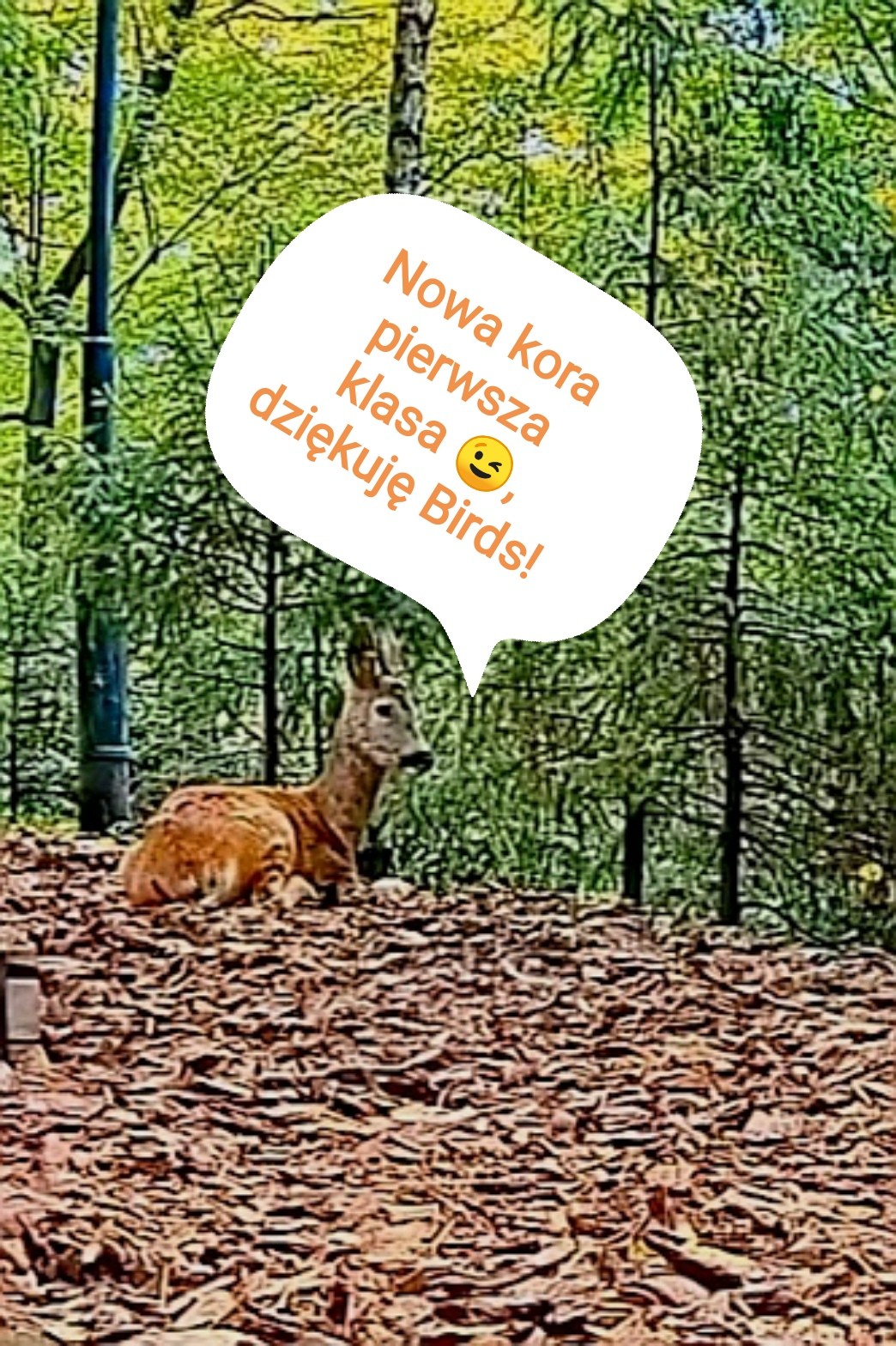 livebirdspoland_3114bd0504b8f29c5bca64a1e0e3edbe.jpg