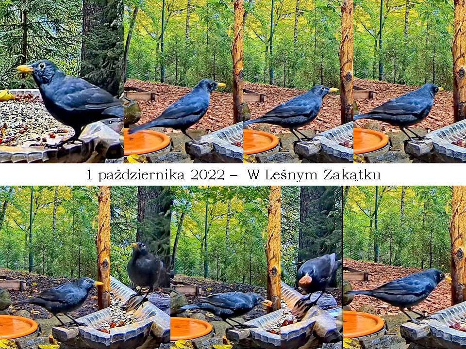 livebirdspoland_dc6b8638047d3d96d549b525d0336e40.jpg