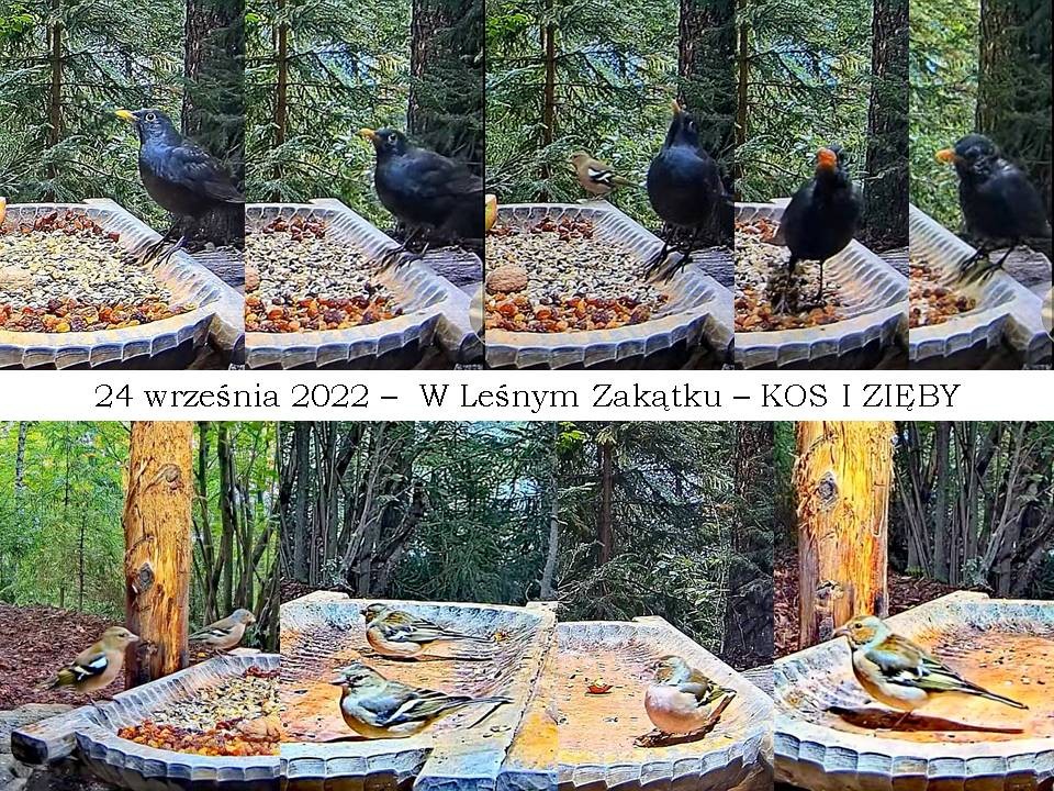 livebirdspoland_604f8ab0b9598a8e92079e5da708a887.jpg