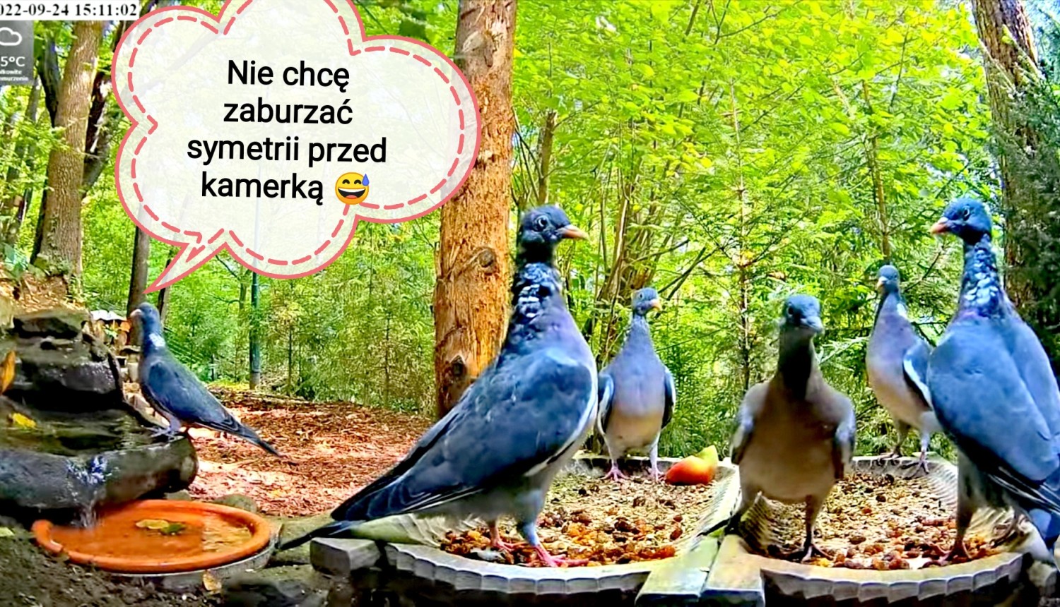 livebirdspoland_c403dfc0b1a90afb655590a0a3551ea4.jpg
