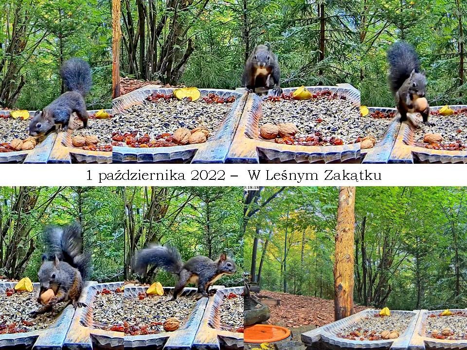 livebirdspoland_ea78080b5c015d000bb0b687f1b04d5b.jpg