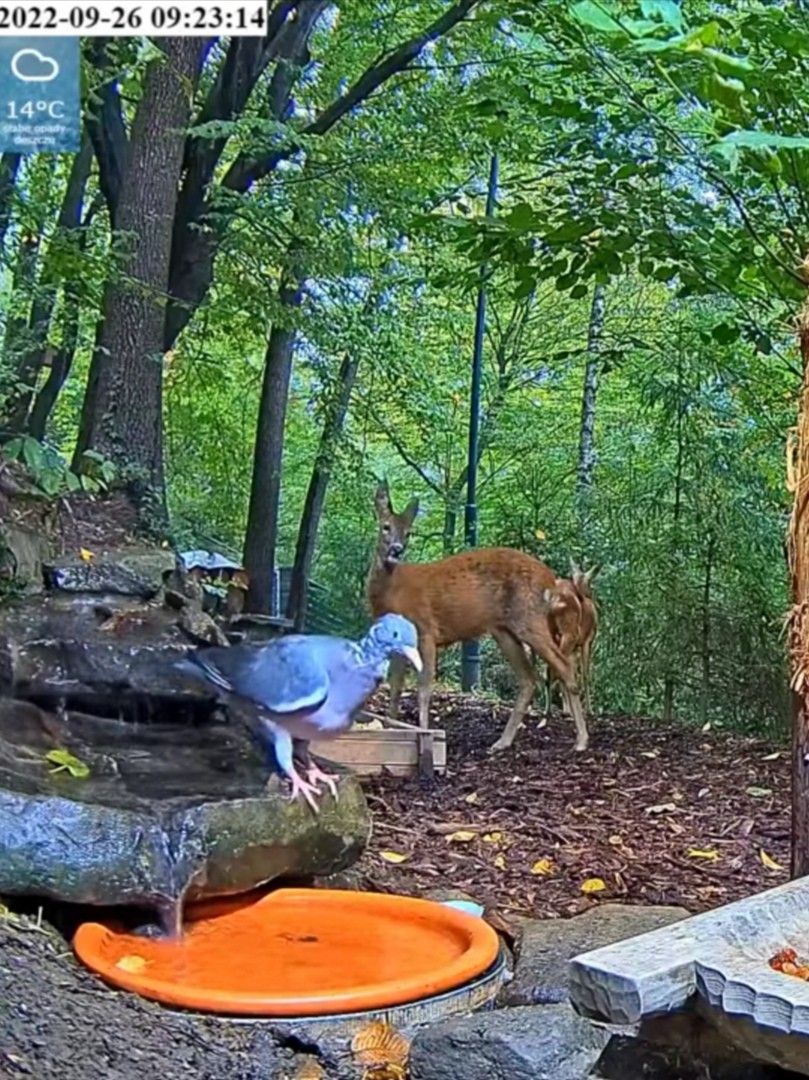 livebirdspoland_e86ac363322a6002acfeead513a346e0.jpg