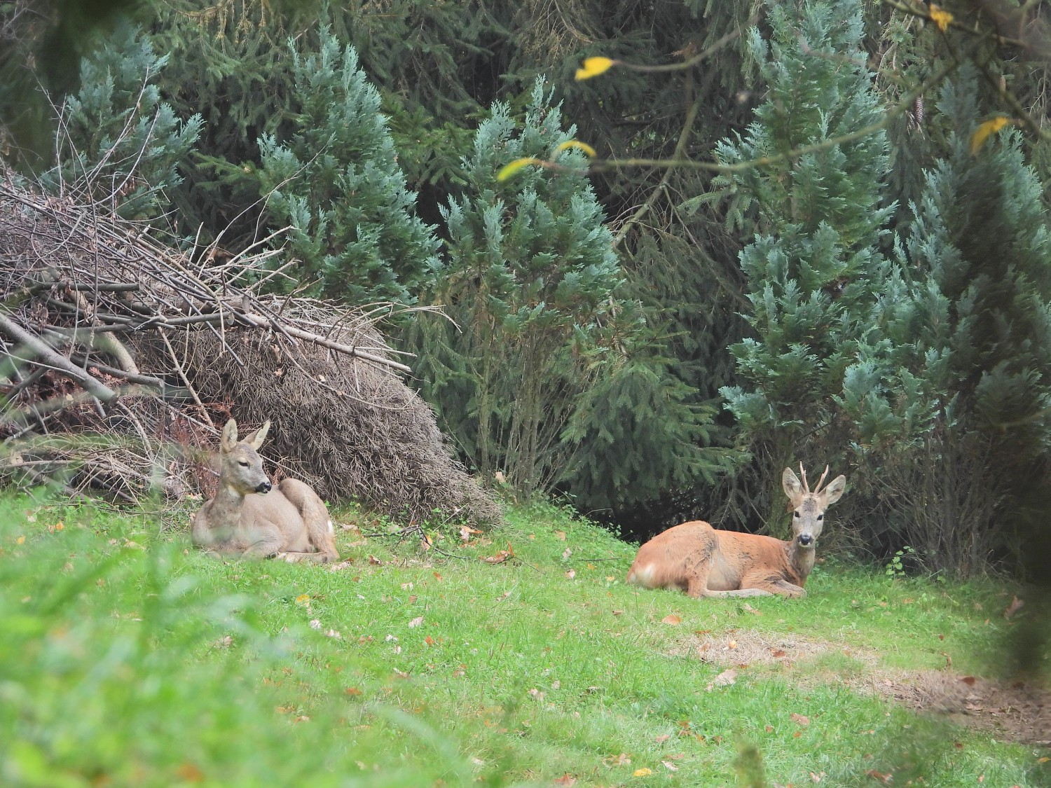 livebirdspoland_837b5598783485e00d617bfab9be7f61.jpg