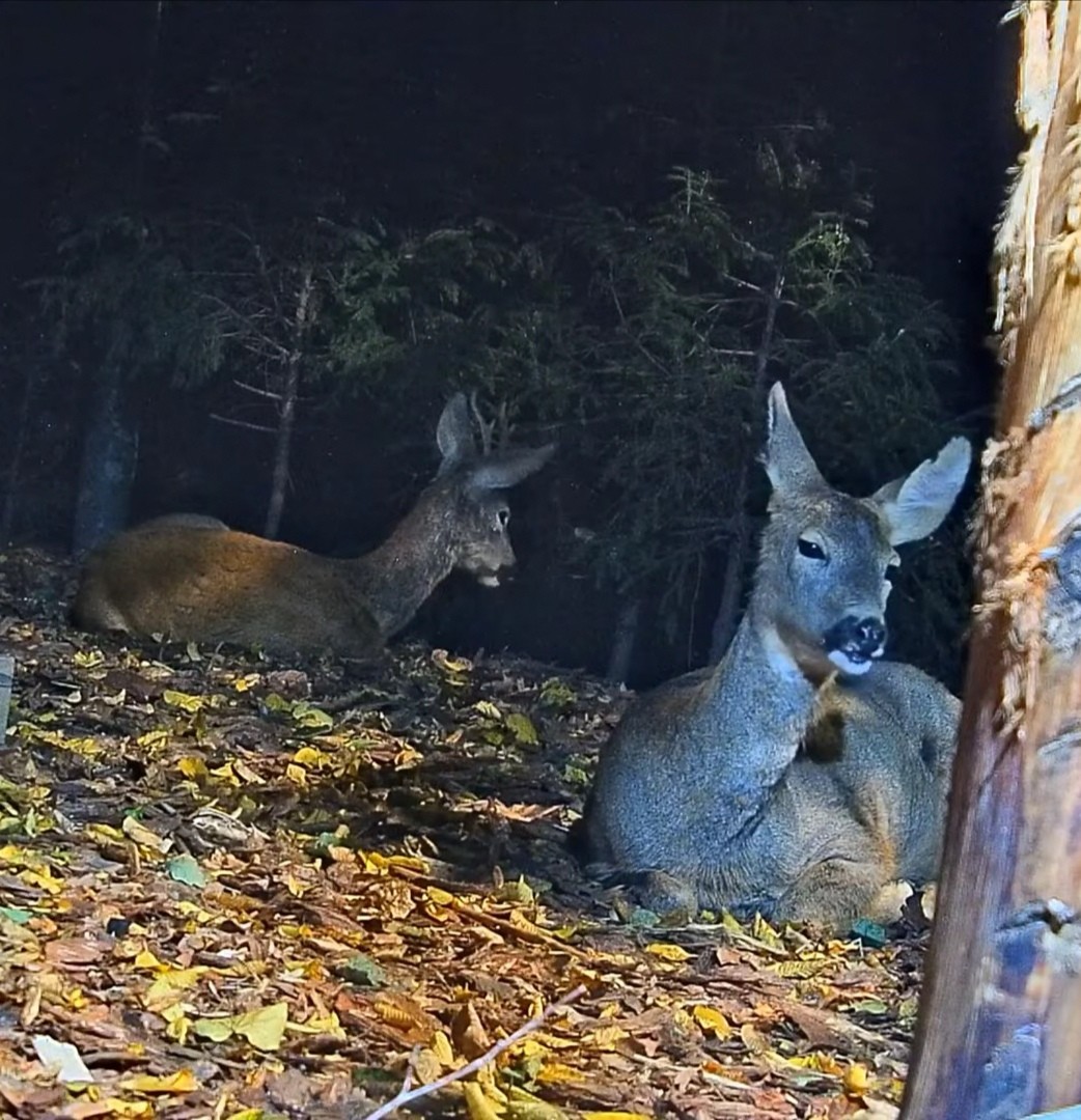 livebirdspoland_f94cfa76336a5dc33c323832b4d9f1d9.jpg
