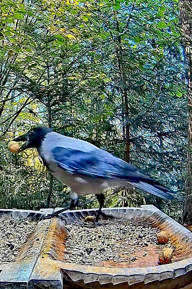 livebirdspoland_2b98c3085e82c5f23771d4ff1eba24a6.jpg