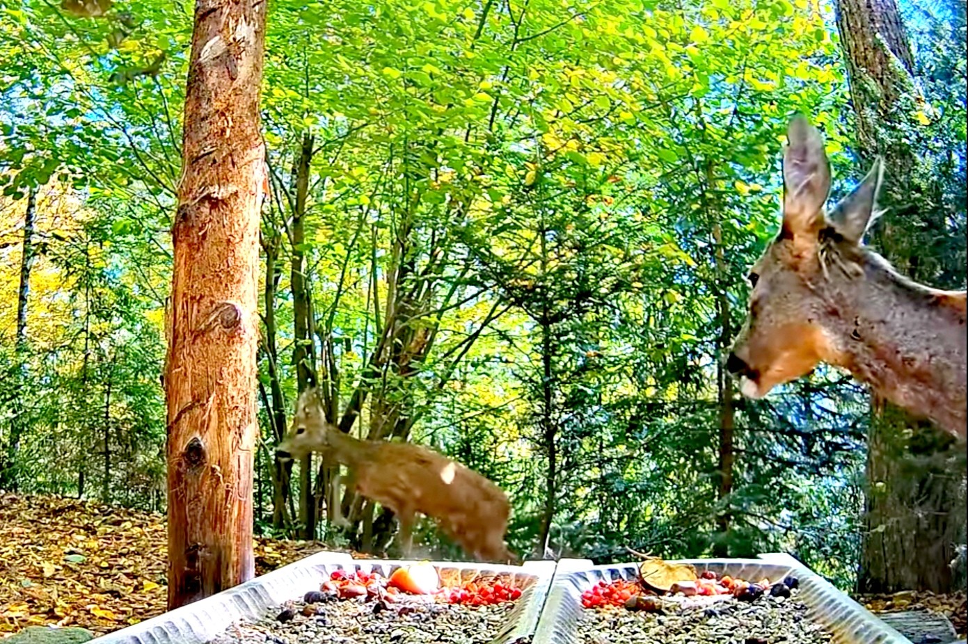 livebirdspoland_e92dedb869940c2edebbf7b5bbc7e5da.jpg