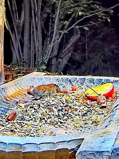 livebirdspoland_d5a0cf3e8732b6f5c2c10f7d826ec48e.jpg