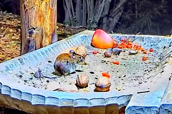 livebirdspoland_b260d1995ab87d5d11f9b955158e3e09.jpg
