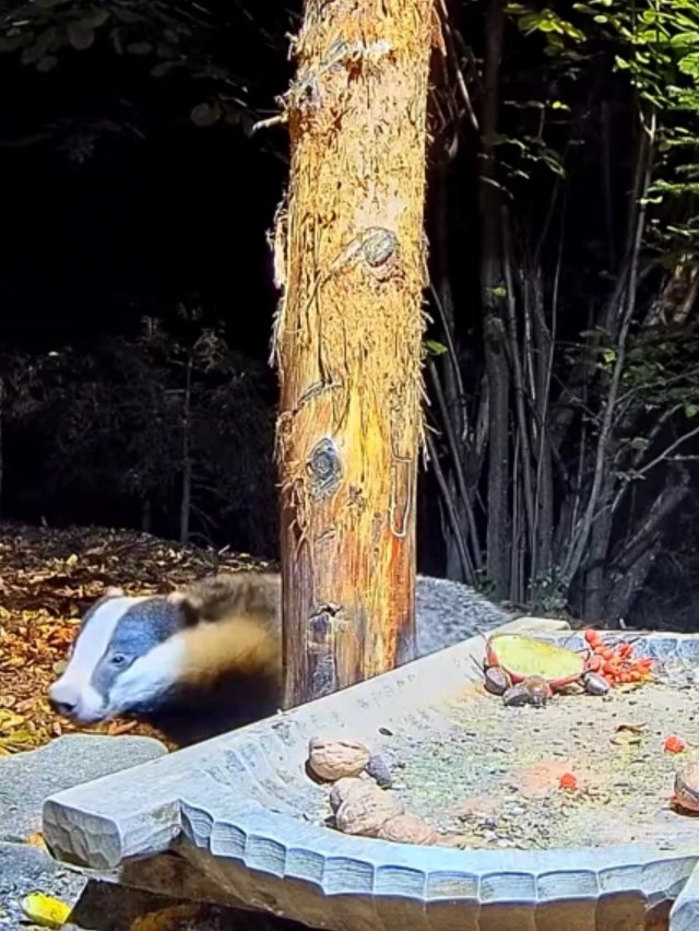 livebirdspoland_d9cef743d56140b697c00f6b3cf23374.jpg