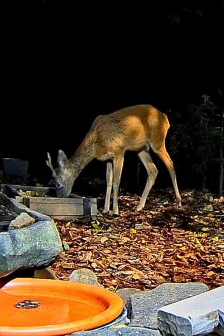 livebirdspoland_dca177794c976b6d278ca9473b17fc5f.jpg