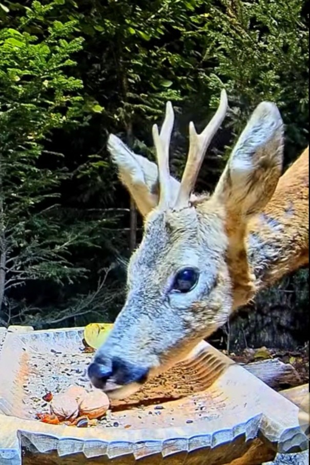 livebirdspoland_0dc424f3138a8c4fe6d628053e96ab04.jpg