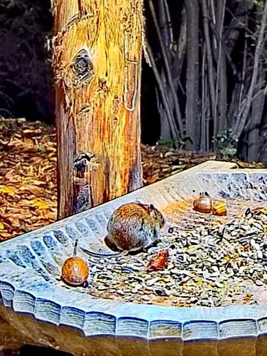livebirdspoland_1b68d32104bc7401dcaf1edb060c58d8.jpg