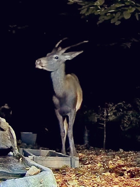livebirdspoland_3e9159277a4c68166cf5d2ab10ebdbd1.jpg