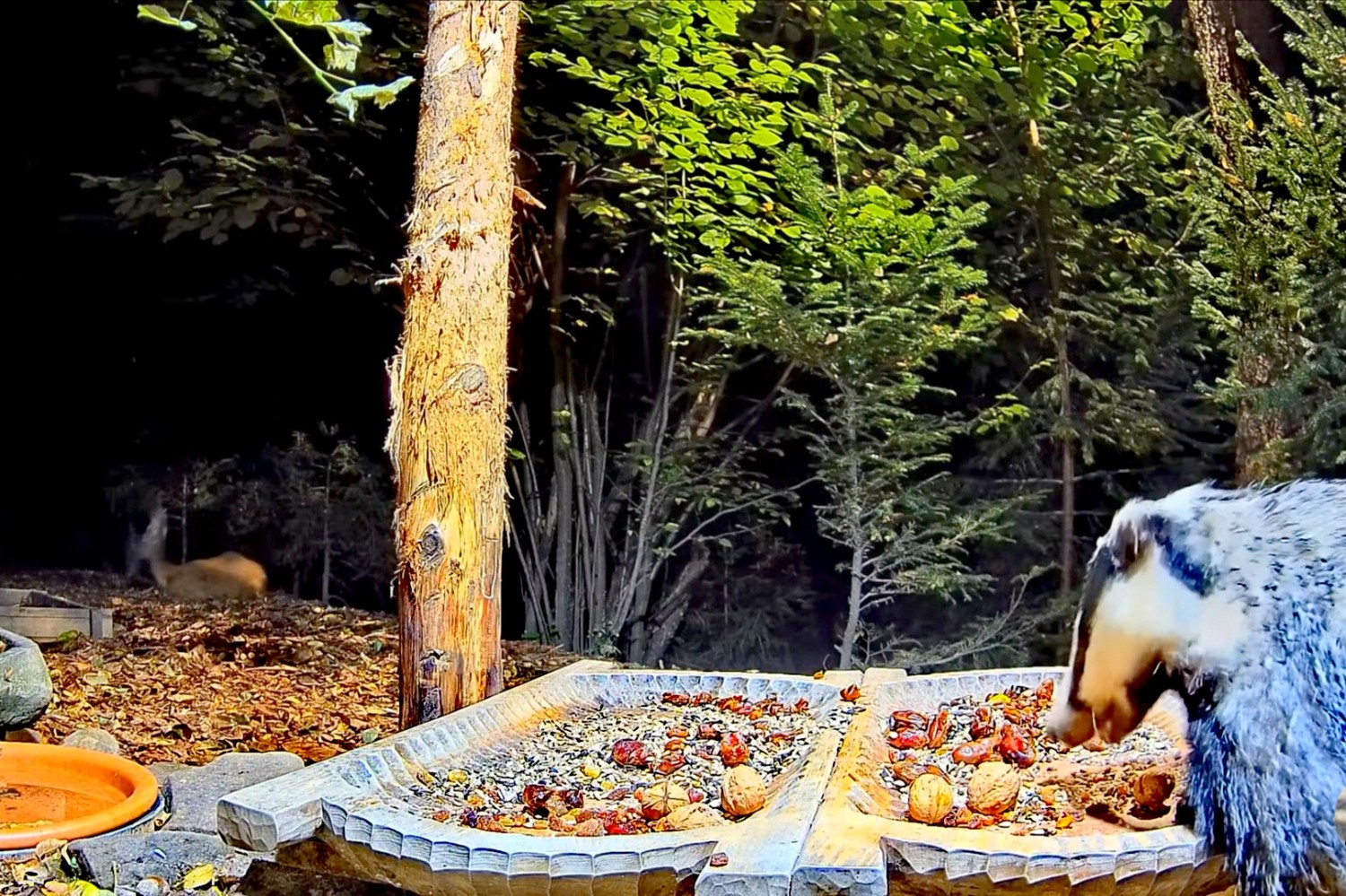 livebirdspoland_0719aca09e83888dae940ac30001b0a9.jpg