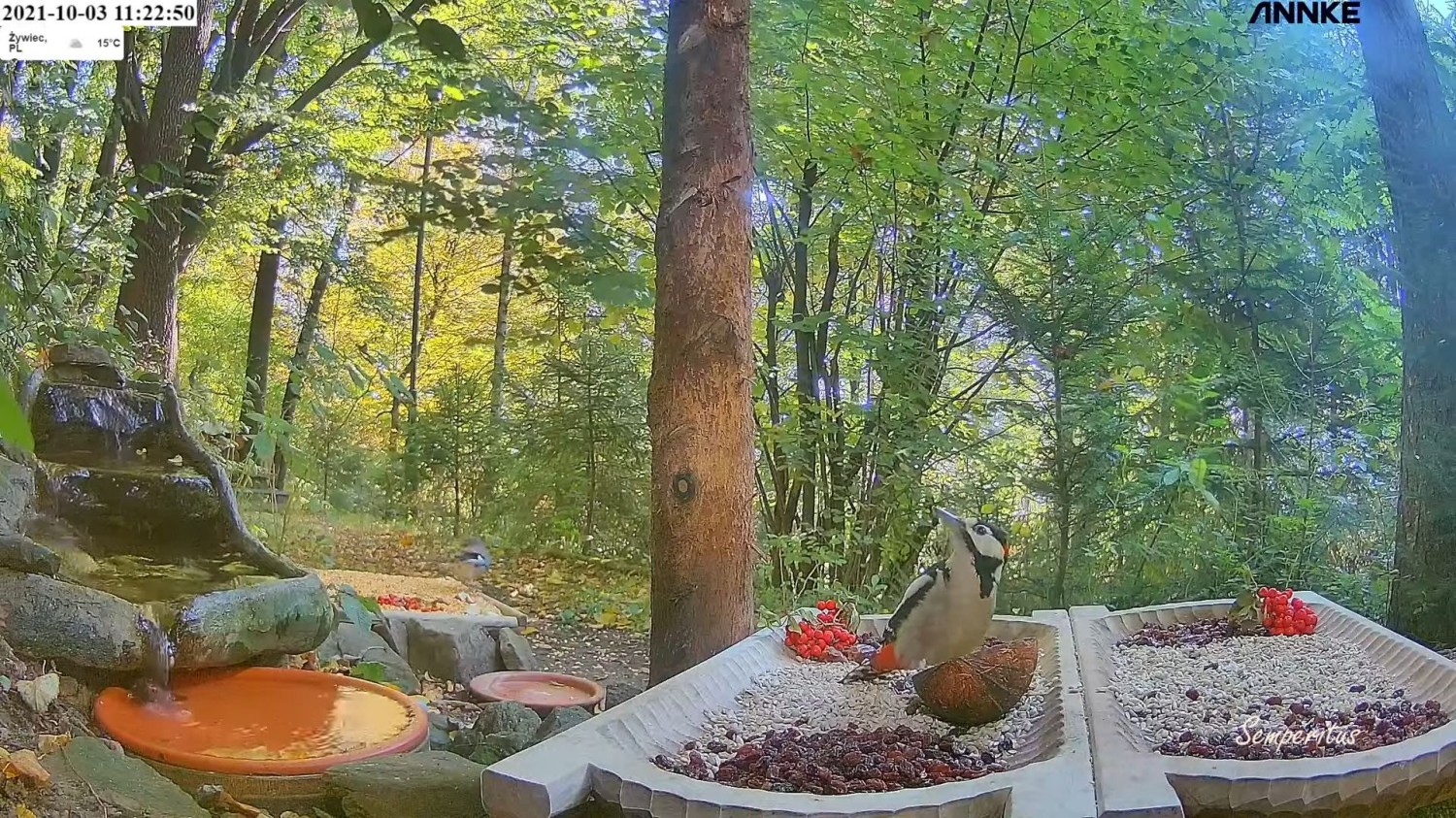 livebirdspoland_09dbb71cf1321d18b5064f185b02fc47.jpg