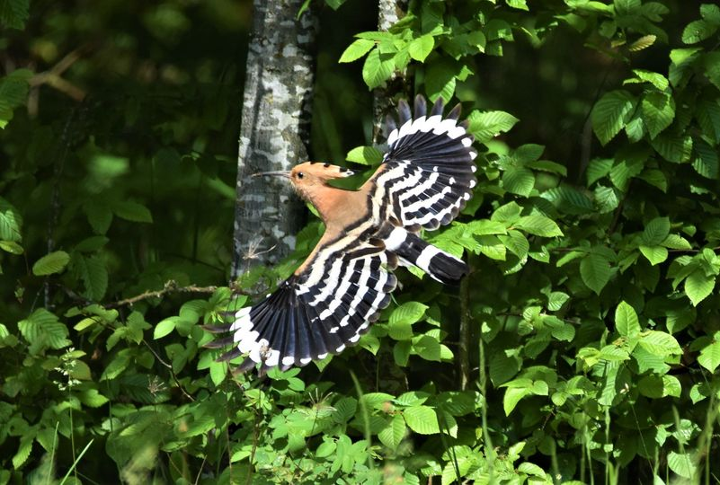livebirdspoland_8a5282e7d21191bb622743671212b2a7.png