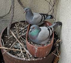 livebirdspoland_0346e24fbf43632698229e3629061a61.png