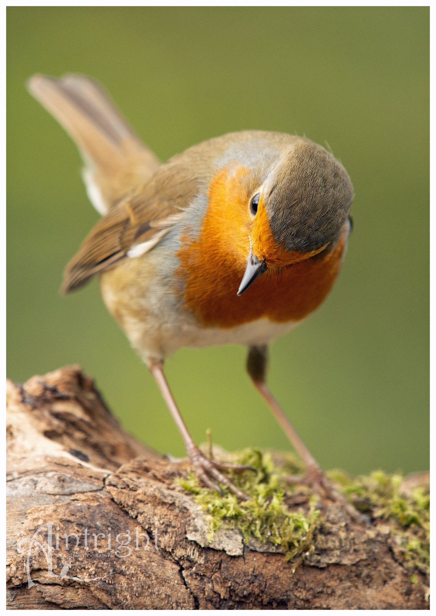 livebirdspoland_217031e51b3de71f8738fb43ac862a88.jpg