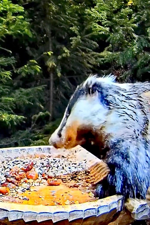 livebirdspoland_b92764d477f4a945b59e96b0cebd6659.jpg