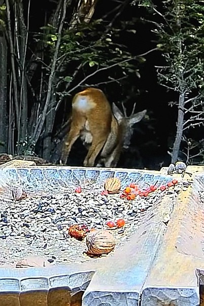 livebirdspoland_bc030f13305c1a137b3dbc0581e8bc4c.jpg