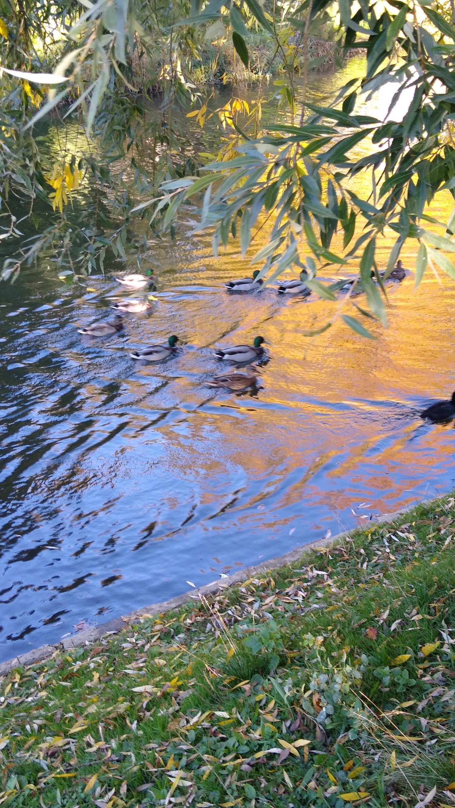 livebirdspoland_bd5e1c6f2bcf2e4d53156825e17e592c.jpg