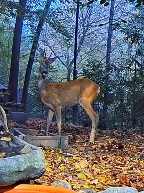 livebirdspoland_481d43186a786caf631f5e2d8165912a.jpg