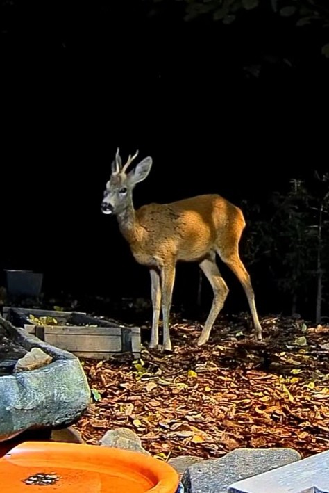 livebirdspoland_4898f9a0df822555ca72f87b203da171.jpg