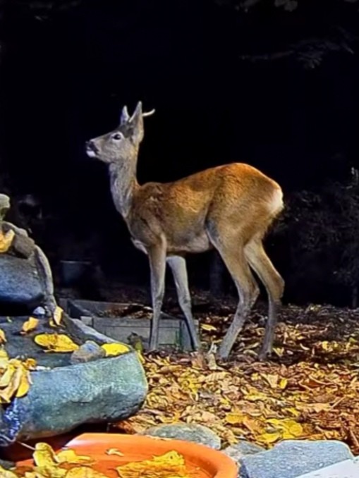 livebirdspoland_c4ed8f6bc5c2cbf3139bbe633f1260d7.jpg