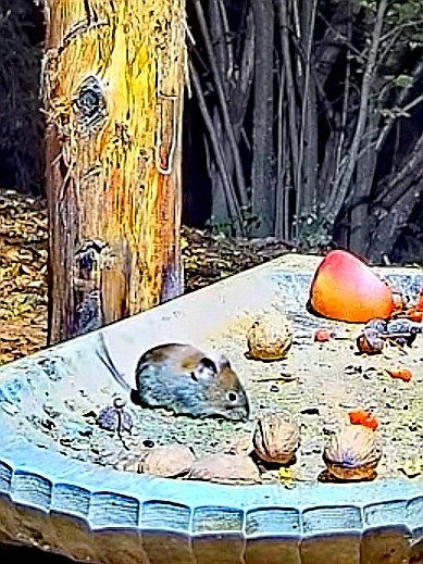 livebirdspoland_c80fec2526806db49fa44185f6589fb2.jpg