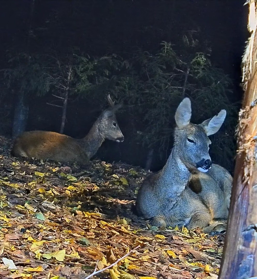 livebirdspoland_4062b2d3dc9622273247c1dba4acf0d4.jpg
