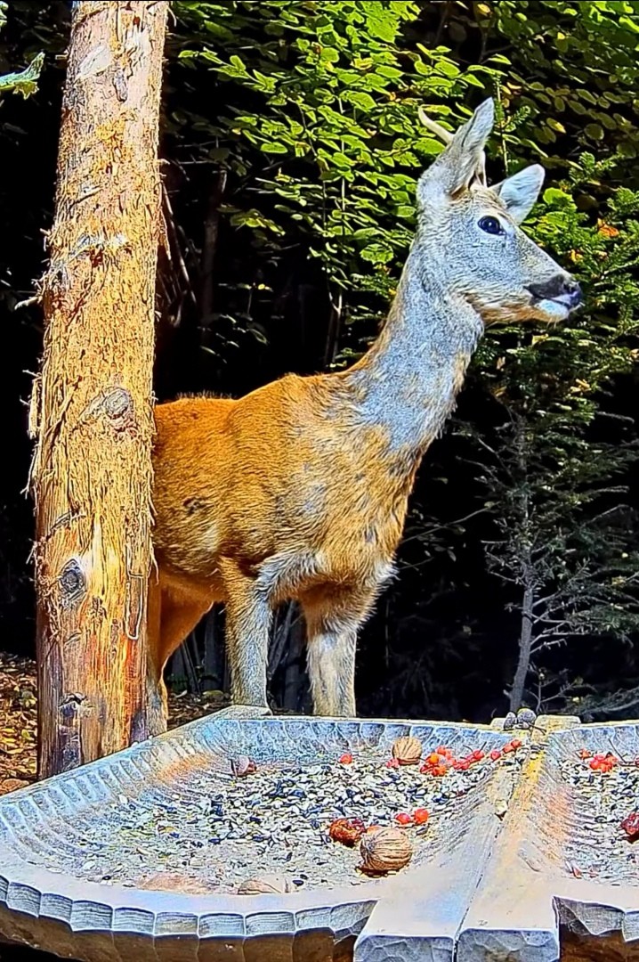livebirdspoland_5f57094e0df14d4ab7bf53b75c83a1ac.jpg