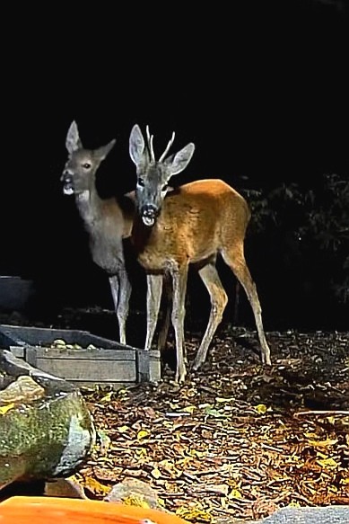 livebirdspoland_8f3712ebc770eee4f5c1b5ef2ebab9b8.jpg