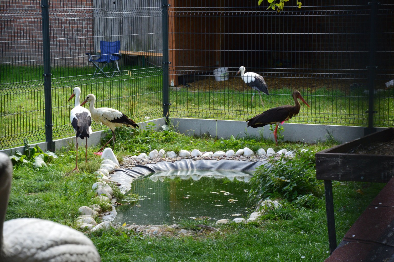 livebirdspoland_10d6c8f19c95c91ee0543b52273c51db.jpg