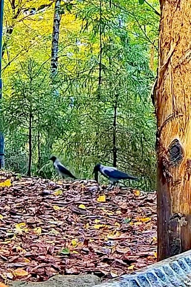 livebirdspoland_3b8bb13e6de0adf94926ac0e12d9a72f.jpg
