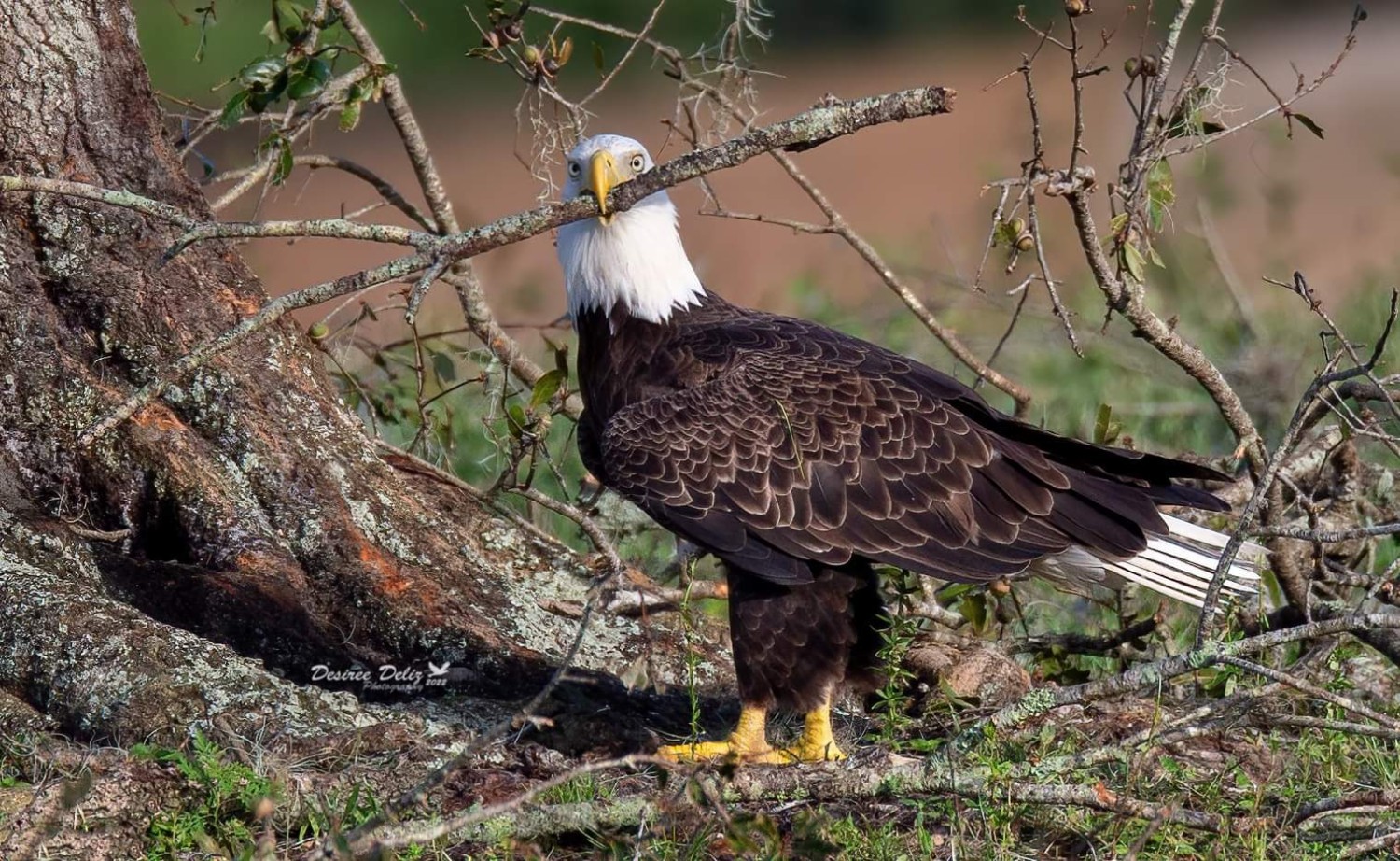 livebirdspoland_671e0720726ed999da8252ed92c6e4ac.jpg