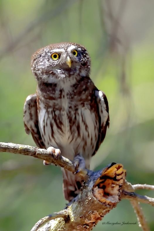 livebirdspoland_932746c66f73900de136cdc90f90d9e9.png