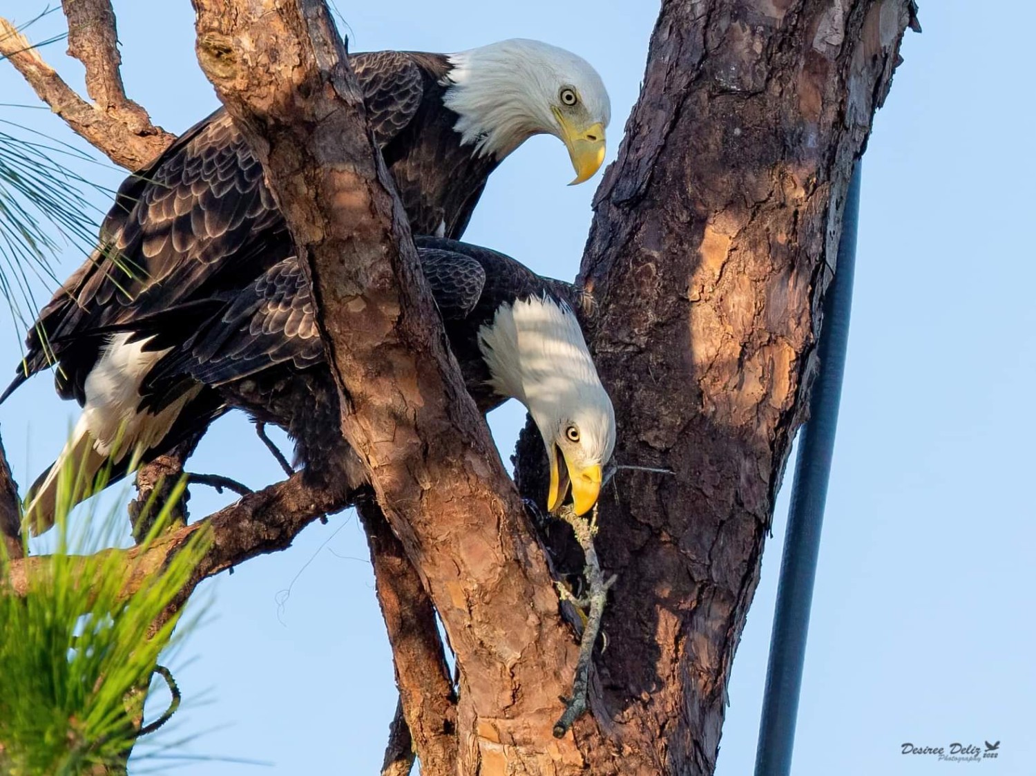 livebirdspoland_22ad519cbb80ea4a5aa5e3a95e13a145.jpg
