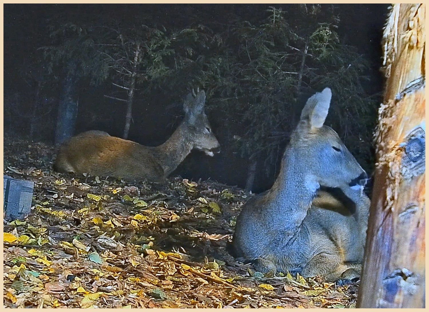 livebirdspoland_5b3ef7a9482be3e08f63626bfa91f0cd.jpg