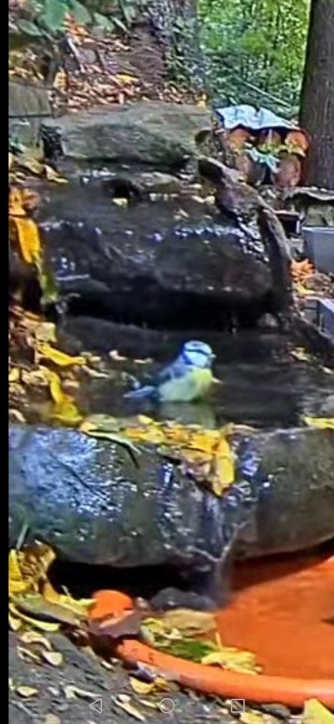livebirdspoland_85e4df8fdeba2f785b18b8c55a872f9b.jpg