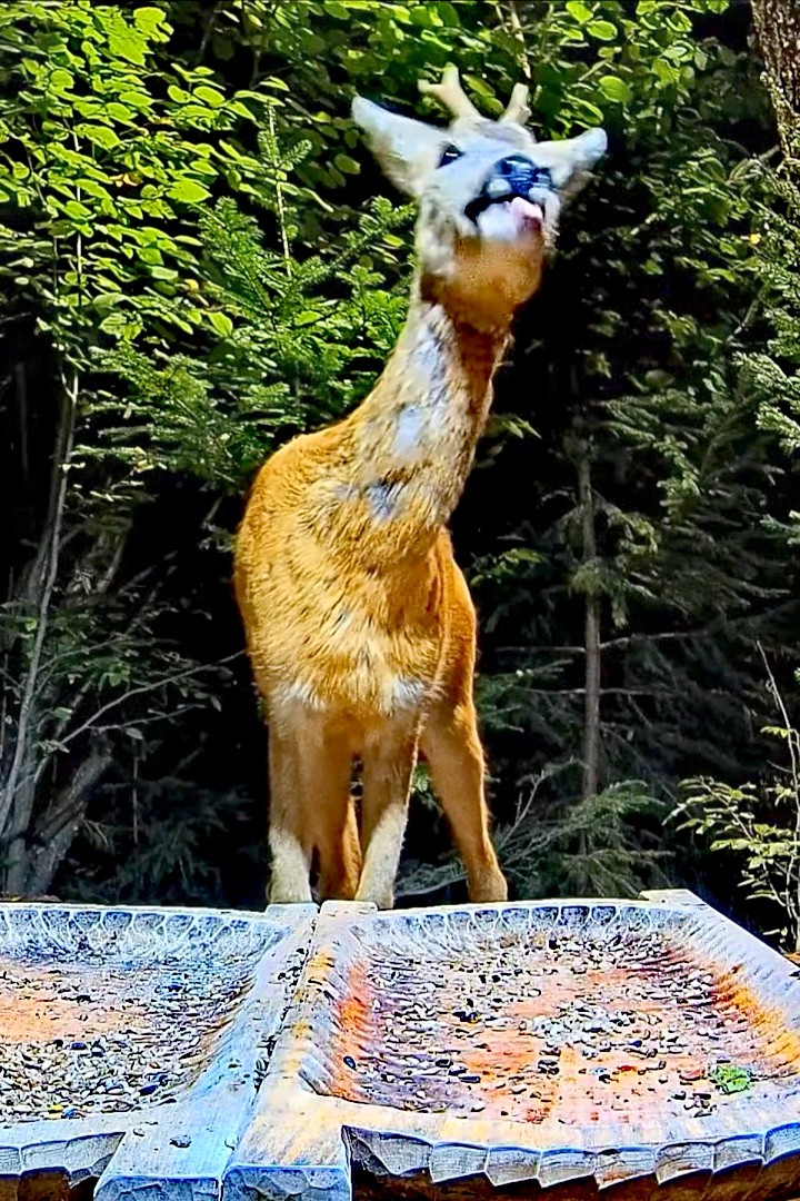livebirdspoland_0a9dcce3e8c4cfb9e735b1547cd9d2c2.jpg