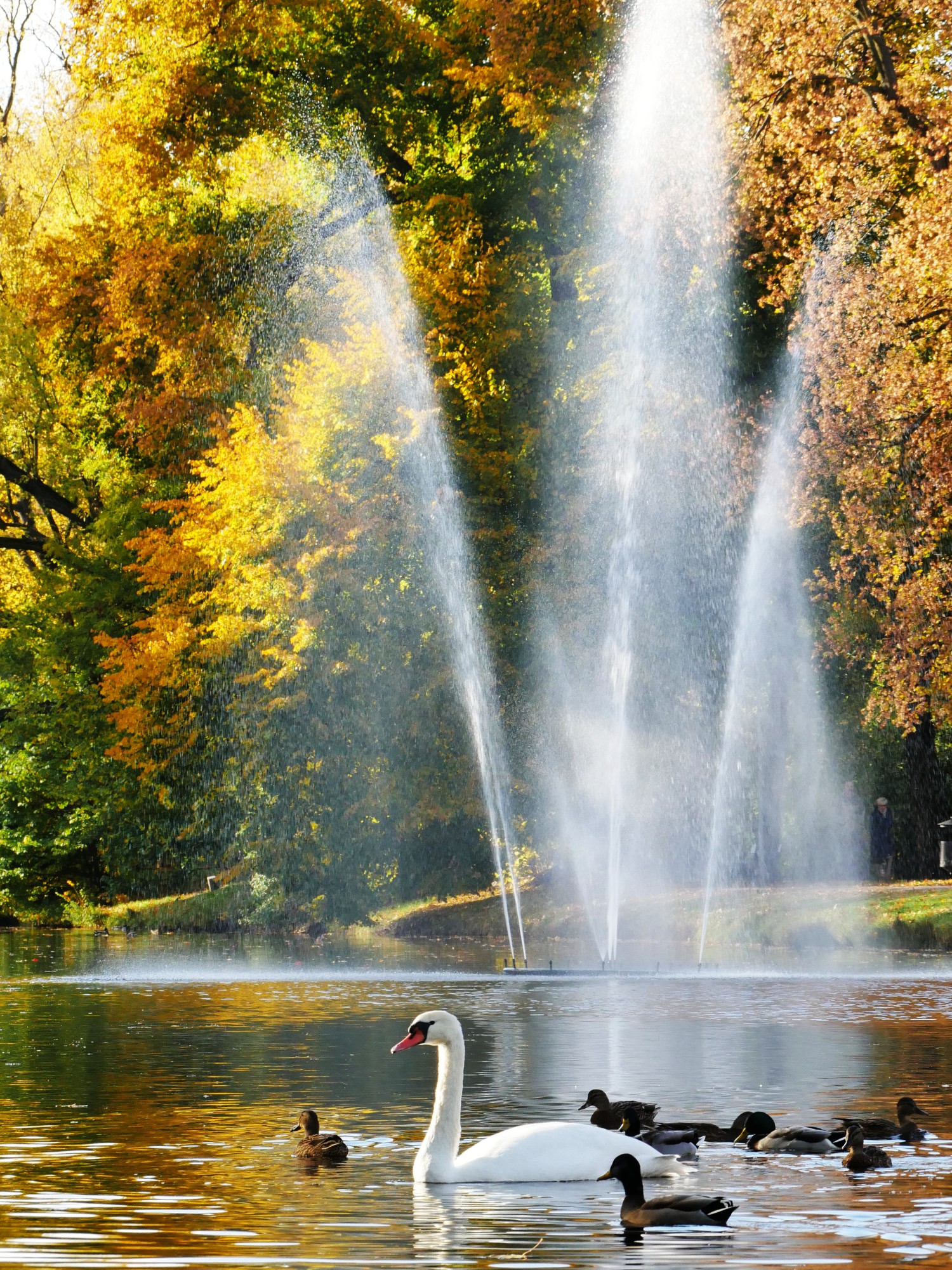 livebirdspoland_38855ceee67ea1fd7c935f11cfc62548.jpg