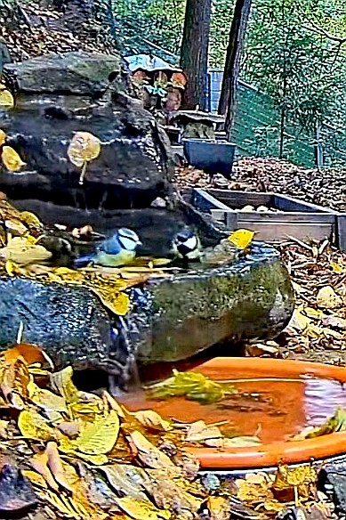 livebirdspoland_e46ce5df5a617b67159d49212d28a450.jpg