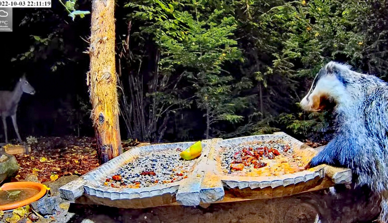 livebirdspoland_bc81ab091b8cf2bae894094e45543d68.jpg